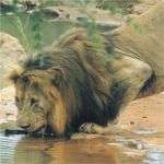 Madikwe Lion